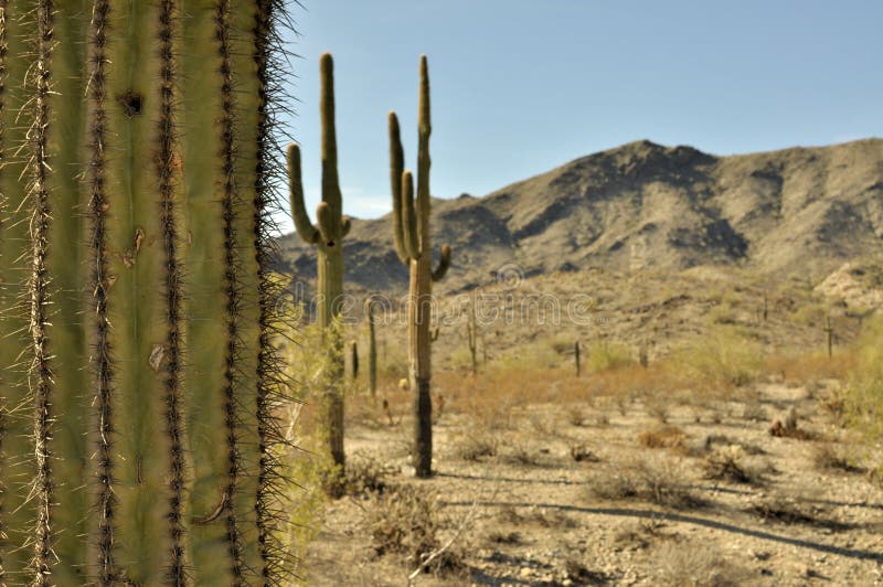 Saguaro Cactus against desert landscape royalty free stock image